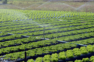 Irrigation system in action in vegetable planting