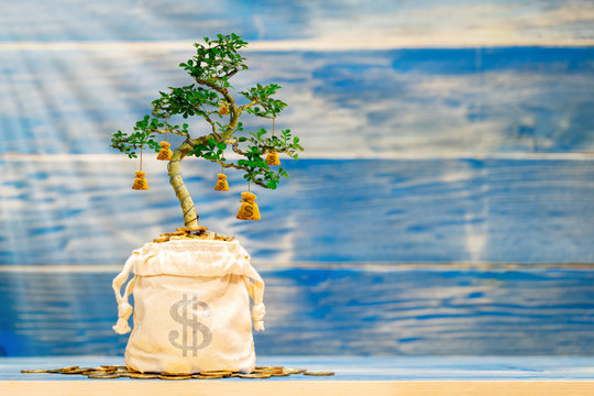 Coin in the bag with growing to a money bag of sacred tree put on the wood on the vintage blue background, Business investment and saving money concept.