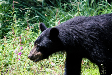 close up of black bear in wilderness in canada