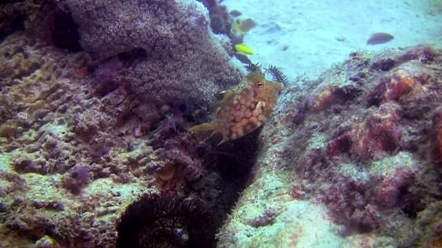 Thorny-Back Cowfish, Lactoria Fornasini, Philippines