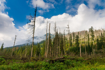 Naklejka premium green pine forests in mountain