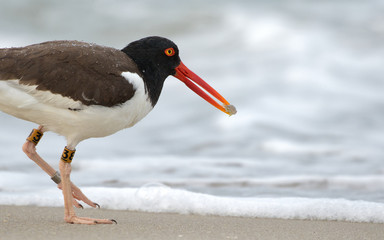 American Oystercatcher