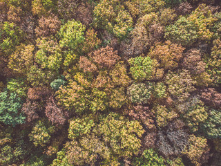 Aerial top down view of colorful autumn forest, dim image view from directly above