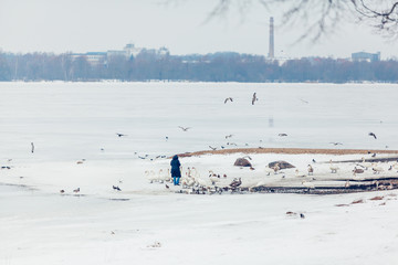 Fototapeta premium flock of birds in winter person feeding swans