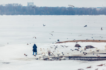 flock of birds in winter person feeding swans