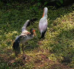 Garza real tomando el sol al lado en el césped en cautividad