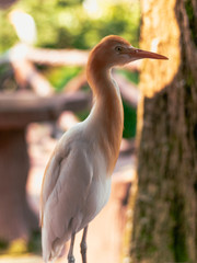 Garza marrón claro pequeña tomando el sol  en cautividad