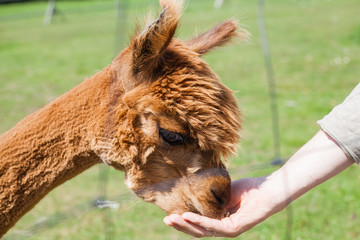 person is feeding an alpaca from hand  © Cimermane