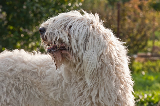 Dog breed komondor, hungary shepherd portrait on nature