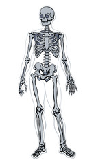 Human skeleton. Vector schematic drawing