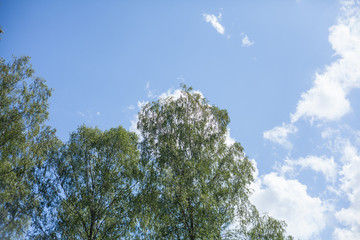 tree and blue sky