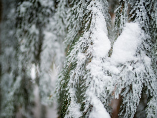Close-up of green snow-covered frozen spruce