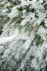 Close-up of green snow-covered frozen spruce