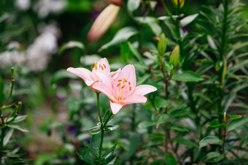 pink lily flower in the garden