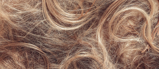 Obraz premium Hair close-up, background. Flat lay. Scissors, comb and background of hair with curls. The concept of haircuts, care, hair loss, baldness