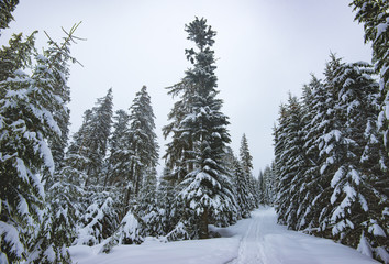 Fir trees with snow-covered branches