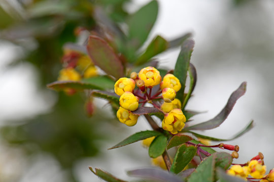 Gew&ouml;hnliche Berberitze (Berberis vulgaris) - barberry