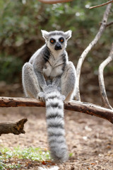 A ring-tailed lemur (Lemur catta) sitting on a branch with its tail hanging and backlit