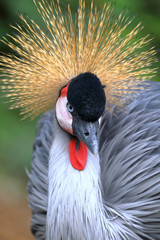 Fototapeta premium Portrait of a gray crowned crane (Balearica regulorum) looking to the right
