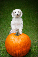 Small dog with paws on pumpkin