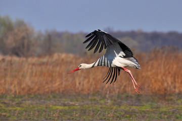 Wild bird, White stork (Ciconia ciconia)
