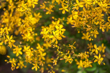 Alternative medicine hypericum perforatum in Turkey.