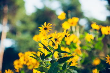 field of yellow flowers