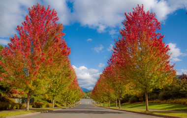 Obraz premium Autumn Beautiful