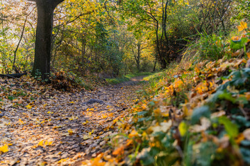 path in the autumn park with yellow leaves and sunbeams