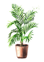 Tropical plant tree in the flower pot, Indoor, house, home plant. Watercolor hand drawn illustration isolated on white background