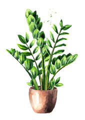 Tropical plant with green leaves Zamioculcas, Watercolor hand drawn illustration isolated on white background