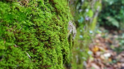 Moss on a tree trunk in autumn