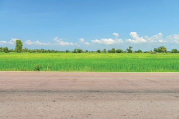 Asphalt road and green rice field