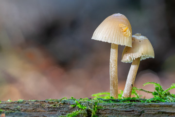 Bell shaped fungi (mycena) growing on moss covered dead tree branch trunk