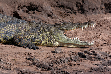 Obraz premium Nile Crocodile - Chobe River - Botswana