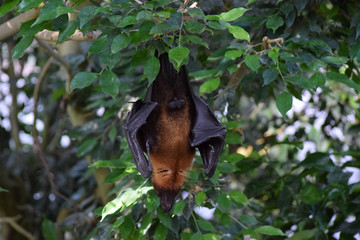 Malaya Flugfuchs im Baum