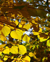 The sun breaks through the autumn yellow leaves. 