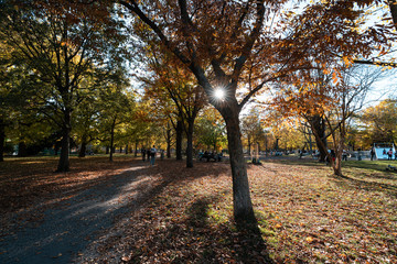 Naklejka premium Herbstlaub