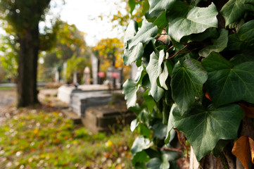 Green ivy on the cemetery in the background