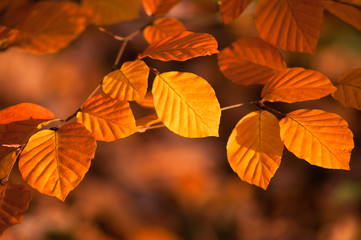 Obraz premium autumn leaves on floral background