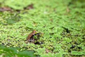 A small brown Frog hiding in the pond vegetation