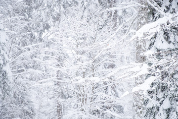 Fototapeta premium Forest after a heavy snowfall. Winter landscape.