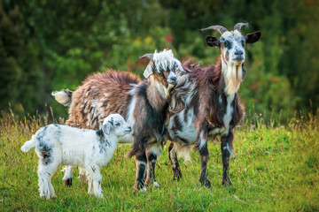 Obraz premium Chepu, Chiloe Island, Chile - Goat Family at an Organic Eco Farm in Chepu
