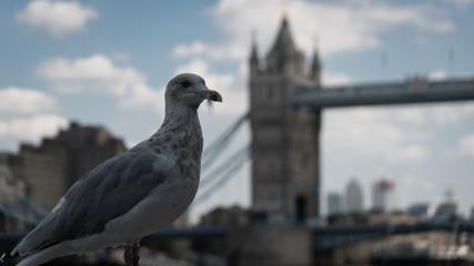 Tower Bridge