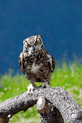 Virginia-Uhu (Bubo virginianus) sitzt auf Baumstamm
