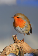  Rotkehlchen (Erithacus rubecula) sitzt auf Ast