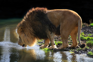 Berberlöwe, Atlaslöwe oder Nubischer Löwe (Panthera leo leo) am Wasserrand und trinkt