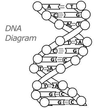 Black white line DNA model. DNA structure diagram. Encyclopedic classic drawing.for books. Contour outline Retro, 2d vector line illustration