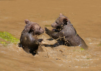 Fototapeta premium Braunbär (Ursus arctos) zwei Jungtiere spielen im Wasser