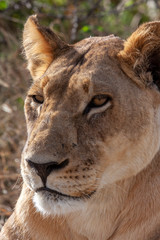 Obraz premium Lioness - Botswana - Africa